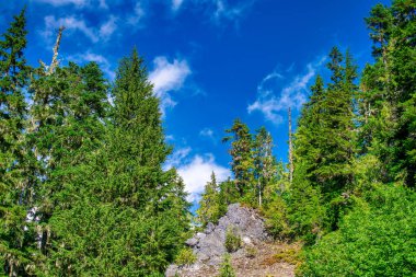 Orman ağaçları güzel mavi gökyüzüne karşı