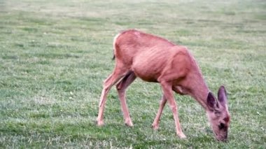 Geyik ulusal bir parkta, ABD