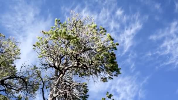 Bäume gegen den blauen Himmel, Naturkonzept — Stockvideo