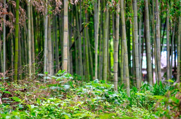 Bosque Bambú Arashiyama Kyoto Japón — Foto de Stock