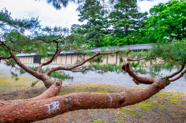 京都市内公園内にある美しいヤーンの木 — ストック写真