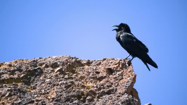 Kara kuş yüksek bir kayanın üzerinde duruyor. — Stok video