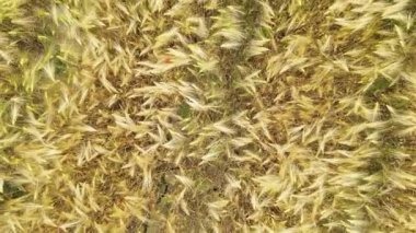 Yaz mevsiminde Tuscany 'de buğday tarlasında, havadan yavaş çekimde.