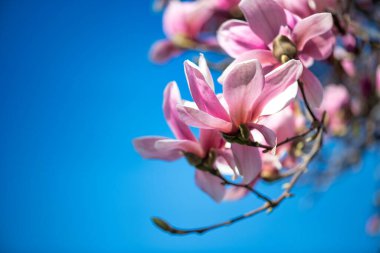 Manolya çiçekleri güzel bir bahar sabahında, Toskana. Pembe çiçekler ve mavi gökyüzü hakkında ayrıntı.