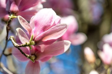 Manolya çiçekleri güzel bir bahar sabahında, Toskana. Pembe çiçekler ve mavi gökyüzü hakkında ayrıntı.