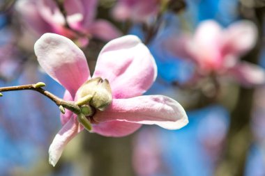 Manolya çiçekleri güzel bir bahar sabahında, Toskana. Pembe çiçekler ve mavi gökyüzü hakkında ayrıntı.