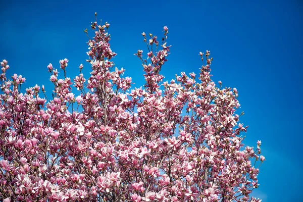 Magnolienblüten Einem Schönen Frühlingsmorgen Toskana — Stockfoto