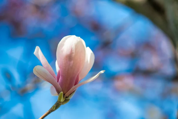 Makro Magnolia Blomma Våren — Stockfoto
