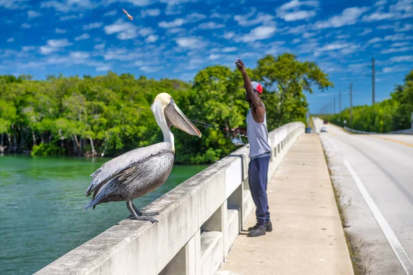 フロリダ州前景にペリカンと一緒に水の中に餌を投げる漁師 — ストック写真