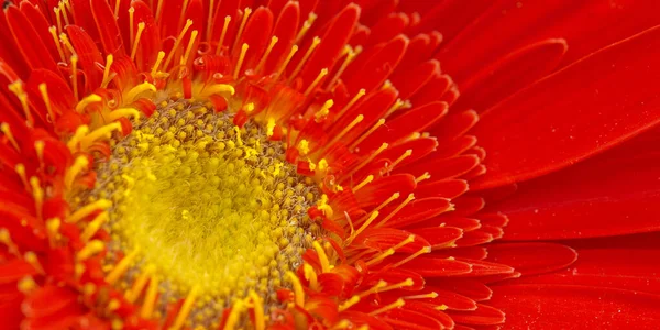 Κόκκινο Λουλούδι Ένα Κήπο Της Τοσκάνης Ιταλία — Φωτογραφία Αρχείου