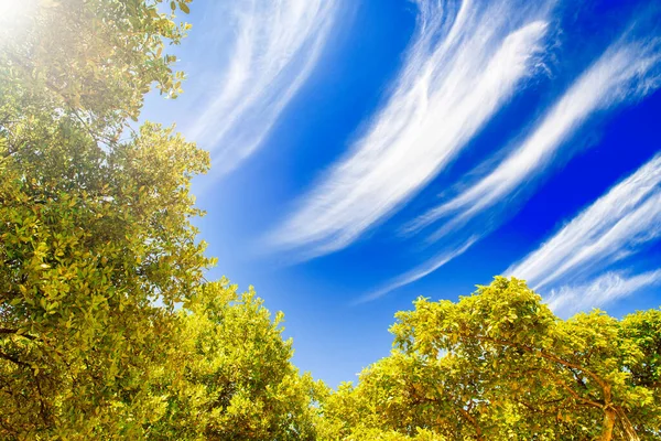 Des Couleurs Naturelles Beaux Arbres Verts Nuages Sur Ciel Bleu — Photo