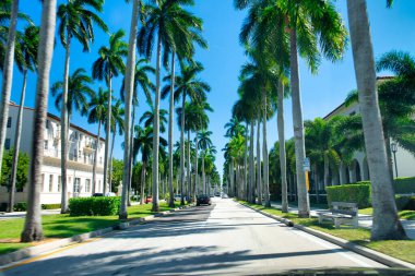 Palm Beach, Florida 'da ağaçları olan Royal Palm Yolu..