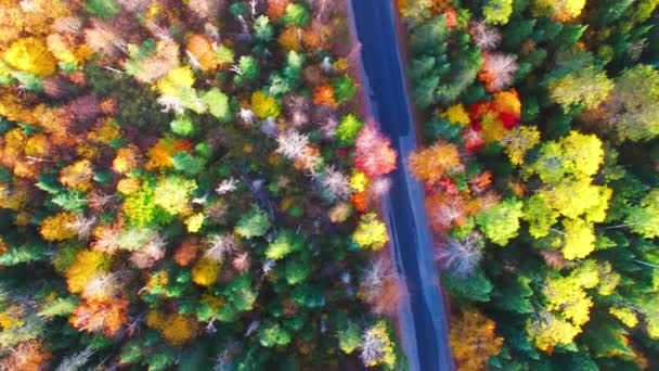 New England Dedaunan Musim Gugur Tampilan Udara — Stok Video