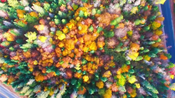 New England Dedaunan Musim Gugur Tampilan Udara — Stok Video