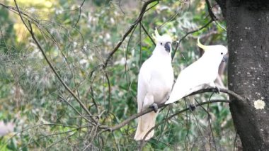Ağacın üzerinde beyaz papağanlar, Avustralya