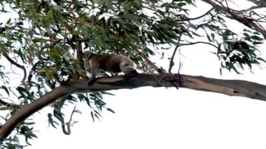 Avustralya, Büyük Okyanus Yolu 'ndaki bir ağaçta Koala.