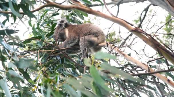Koala σε ένα δέντρο κατά μήκος του Μεγάλου Ωκεανού Road, Αυστραλία — Αρχείο Βίντεο
