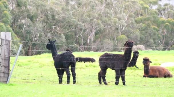 Sekelompok Llama merumput di padang rumput — Stok Video