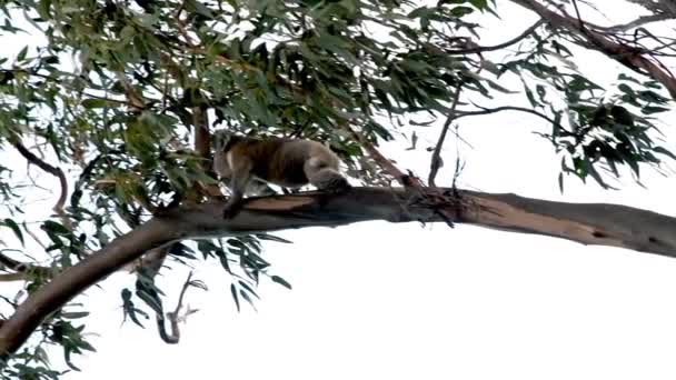Koala on a tree along the Great Ocean Road, Australia — Stock Video