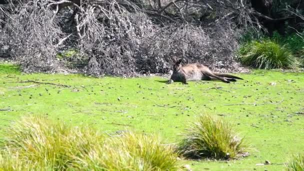 Kangaroo koppla av på de australiska ängarna — Stockvideo