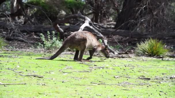 Canguro saltando en los prados australianos — Vídeo de stock