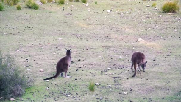 Canguros saltando en el campo australiano — Vídeos de Stock