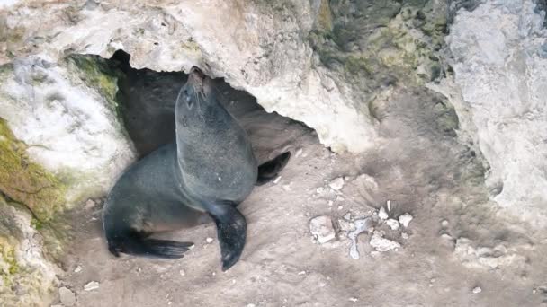 Sello en las rocas en Kangaroo Island, Australia — Vídeos de Stock