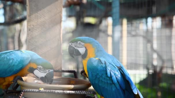 Fargefylte papegøyer på Kenguruøya i Australia – stockvideo