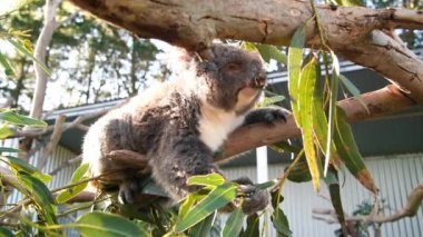 Koala ağaçta yaprak yiyor.