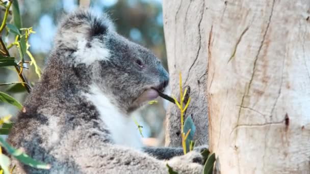 Koala ağaçta yaprak yiyor. — Stok video