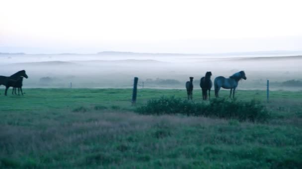 Zachód słońca w islandzkiej wsi z mgłą i końmi — Wideo stockowe