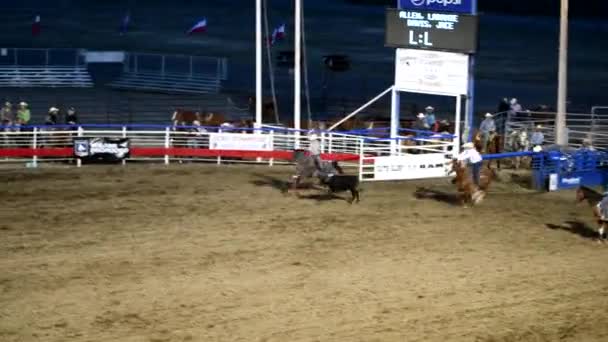 CODY, WY - JULI 2019: Cowboy jaagt op koe met touw in rodeo park — Stockvideo