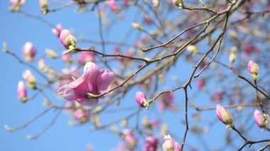 Bahar zamanı konsepti. Mavi gökyüzü olan manolya çiçekleri