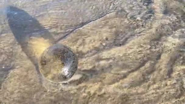 Bola transparente en la playa, cámara lenta en un hermoso día. Movimiento lento — Vídeos de Stock