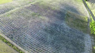 Açık kırsaldaki lavanta otlakları. Yaz mevsiminde inanılmaz hava manzarası