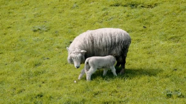 Schafe auf einer schönen Wiese in Neuseeland. Zeitlupe — Stockvideo