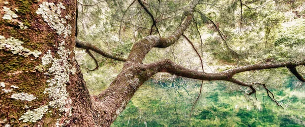 Ağaçlar Mavi Dağları Avustralya — Stok fotoğraf