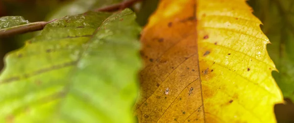 Herfstbladeren Met Onscherpe Achtergrond Val Concept — Stockfoto