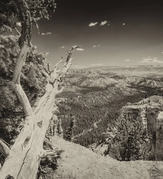 Κορμός Δέντρων Που Δείχνει Προς Τοπίο Bryce Canyon — Φωτογραφία Αρχείου