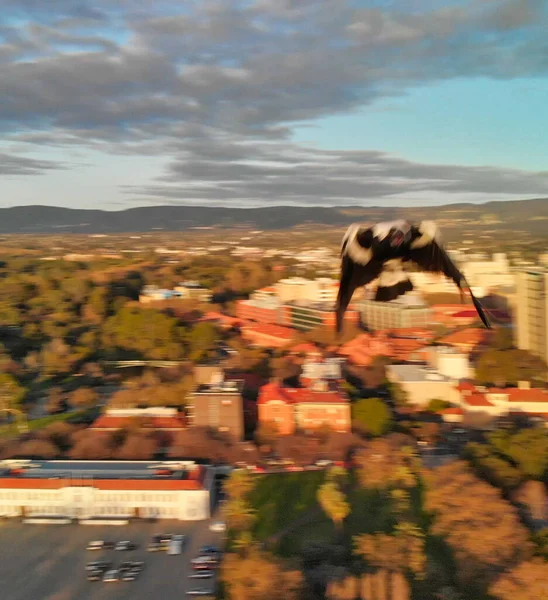 Drone Atacado Por Pássaro Preto Branco Ponto Vista Drone — Fotografia de Stock