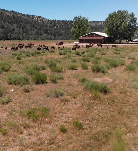 Manada Bison Buffalo Americano Campo Planícies Altas Utah Vista Aérea — Fotografia de Stock