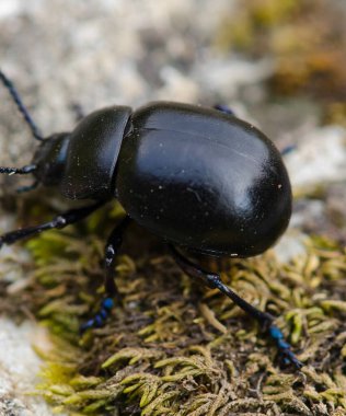 Çimenlerde hamamböceği, Toskana