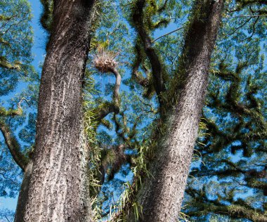 Queensland, Avustralya 'daki Sakallı Mossman Ağaçlarının Dokuları