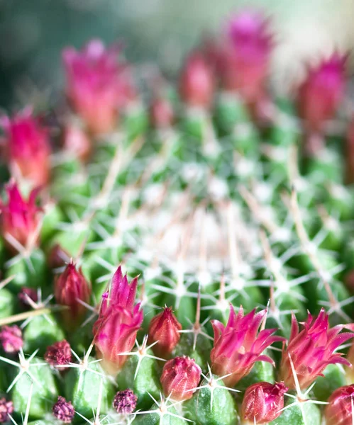 Kaktuspflanze Auf Einem Toskanischen Markt — Stockfoto