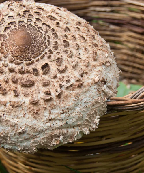 Bruine Paddestoel Een Dolomieten Hout Italië — Stockfoto