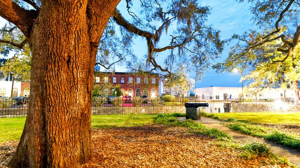 Arbre Géant Sur Une Place Ville Nuit — Photo