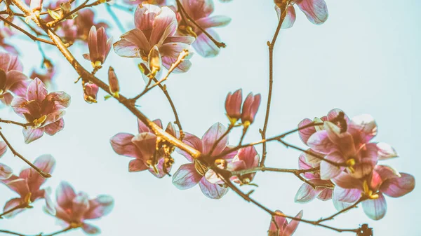 Magnólie Strom Jaře Kvetoucími Květy — Stock fotografie