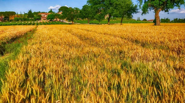 Árvores Prados Toscana — Fotografia de Stock