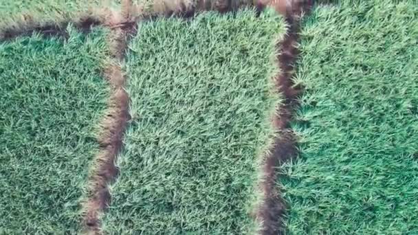 Νήσος Μαυρίκιος, Αφρική Sugar Cane Meadows από την άποψη drone — Αρχείο Βίντεο
