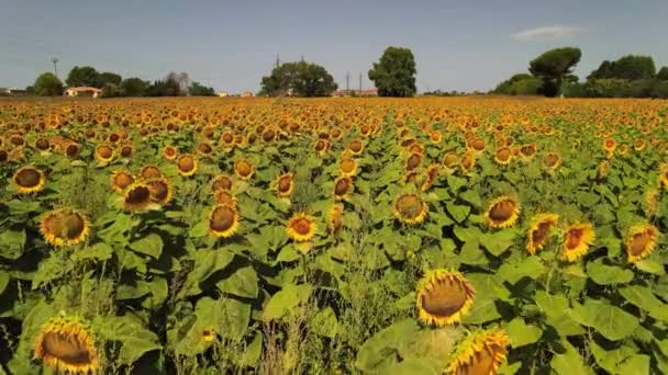 Amazing aerial view of beautiful sunflowers in summertime — Stock Video